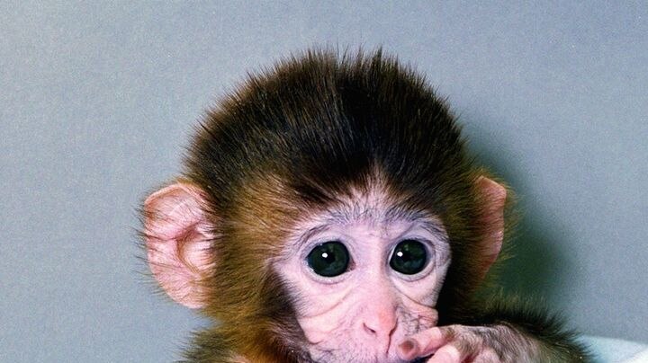 The researchers say they have successfully cloned embryos from rhesus monkeys (File photo).