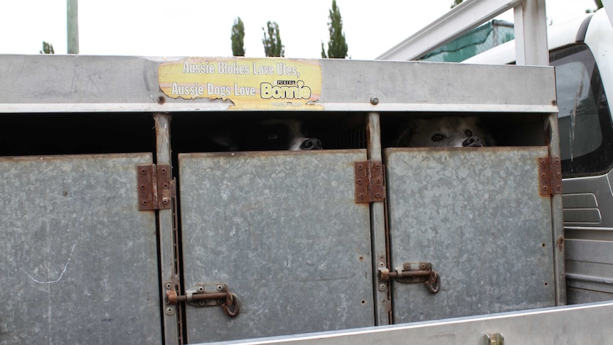 Two Border Collies peer out of a ute