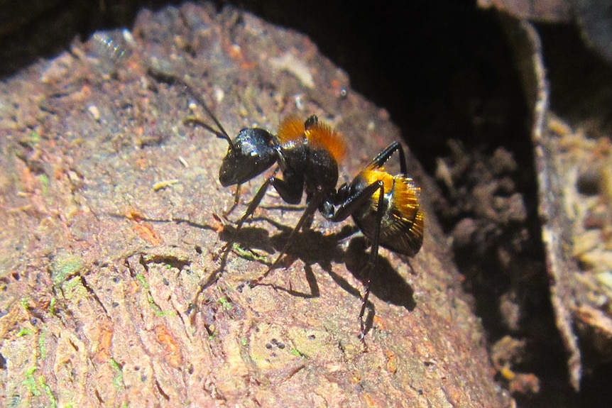 Close-up photo of a black ant with bright gold hair sprouting from abdomen and thorax, standing on a log.
