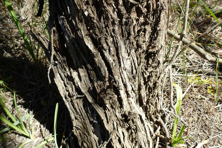 A close-up of the tree bark of the swamp paperbark