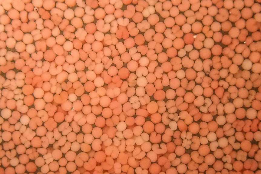 Coral Spawn under a microscope.