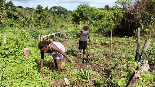 Solomon Island farmers