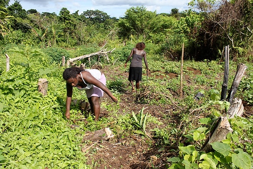Solomon Island women farmers