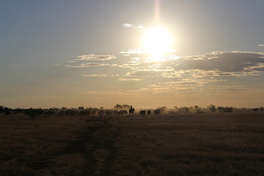 a  stockman on a horse mustering a mob of cattle with the sun setting.