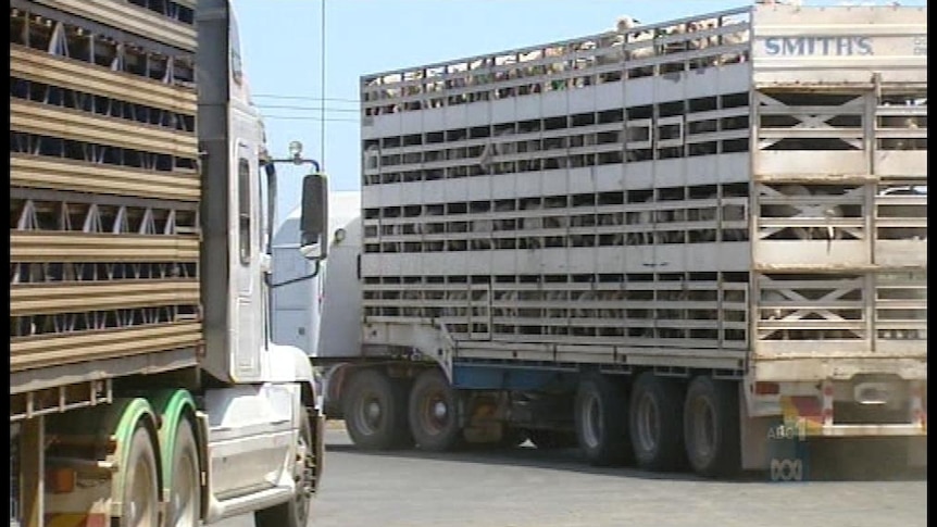 WA livestock exodus to the east 'mass cruelty', says a rights lobby