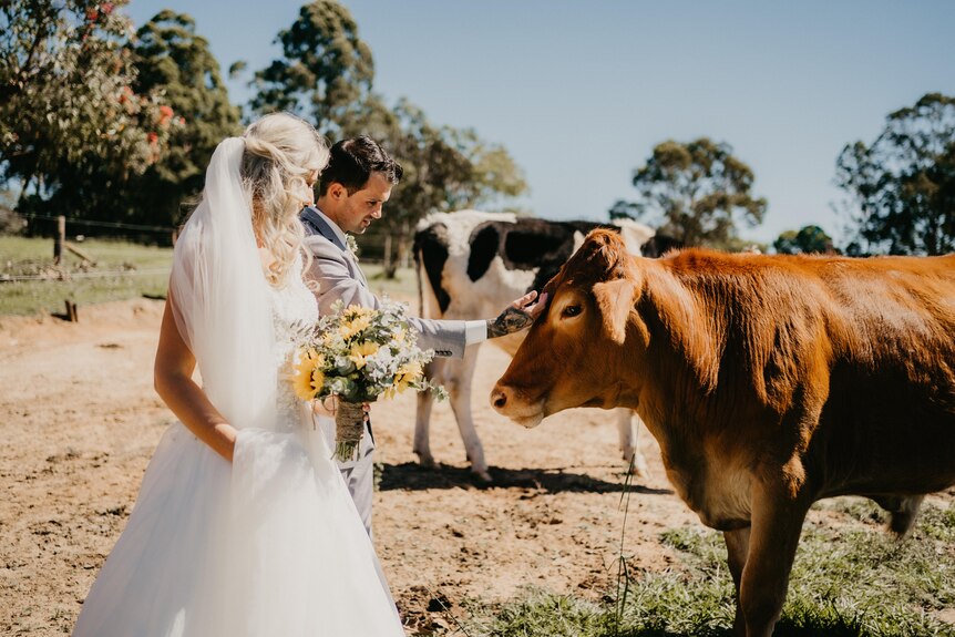 A picture of the couple on their wedding day on a farm with a cow in the shot