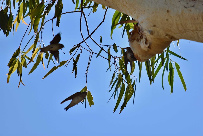 Three small birds fly through the air towards a tree hollow to build a nest.