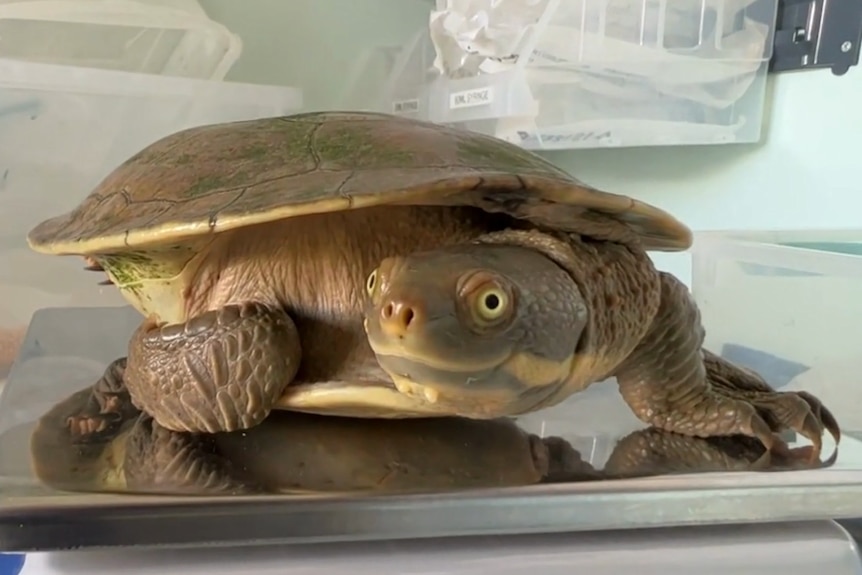 A turtle stands on a digital scale