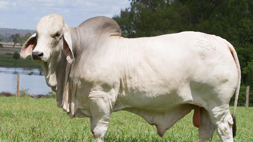 A large bull standing in a paddock