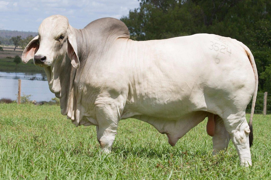 Two-year-old NCC Justification standing in a paddock