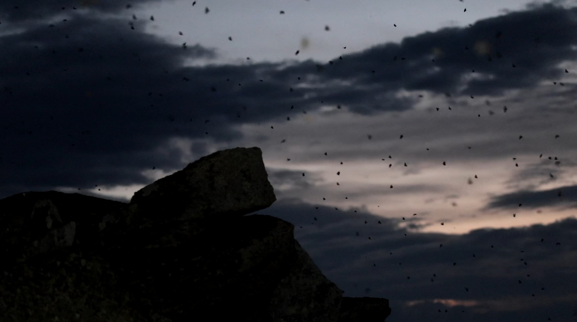 Hundreds of moths take flight over a sunset