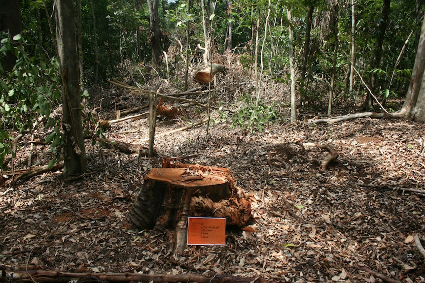 tree stumps and signs