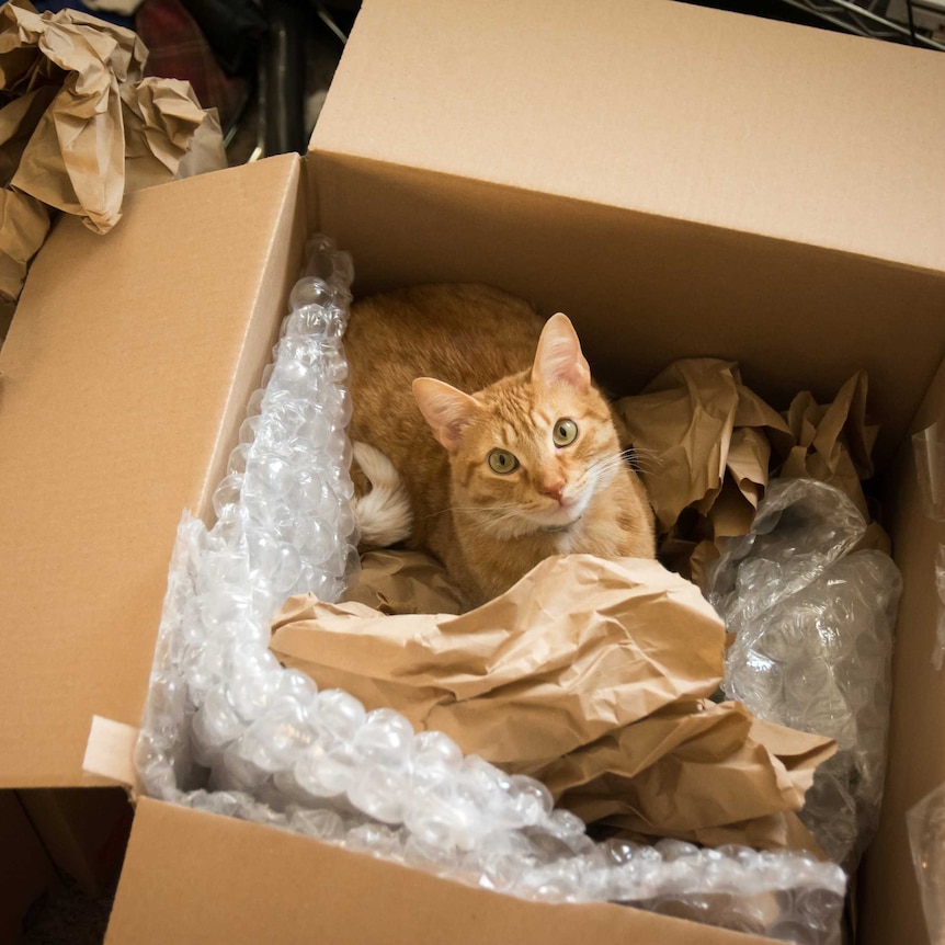 a ginger cat inside a moving box with paper and bubble wrap