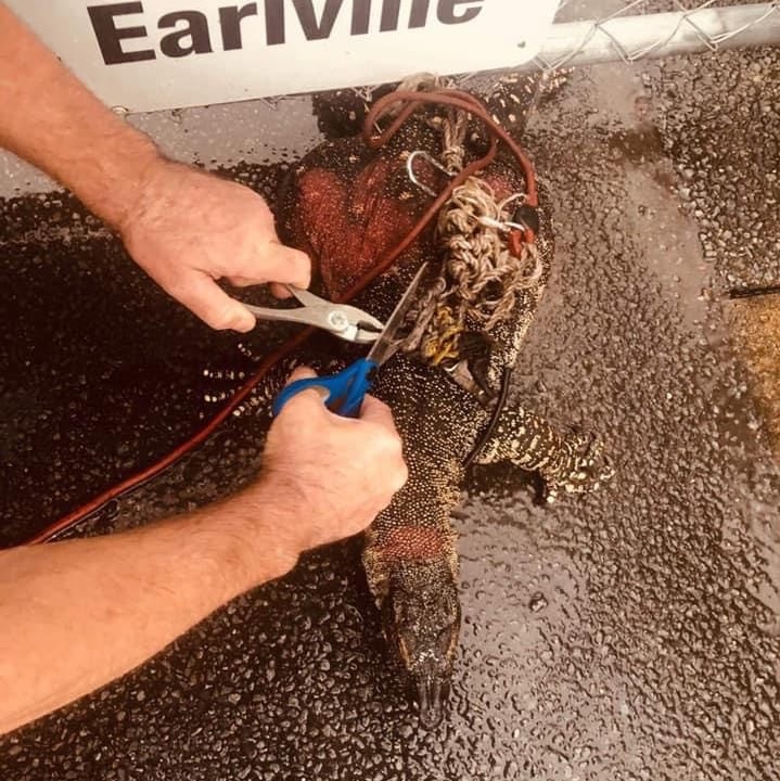 Heavily bound lace monitor with red spray paint marks with man's hands holding bolt cutters and scissors