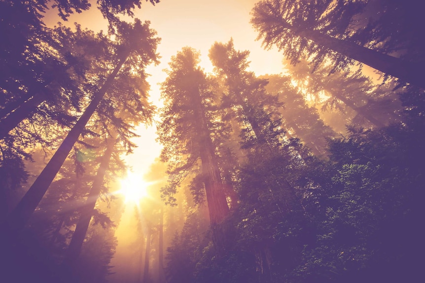 A forest on a misty day.