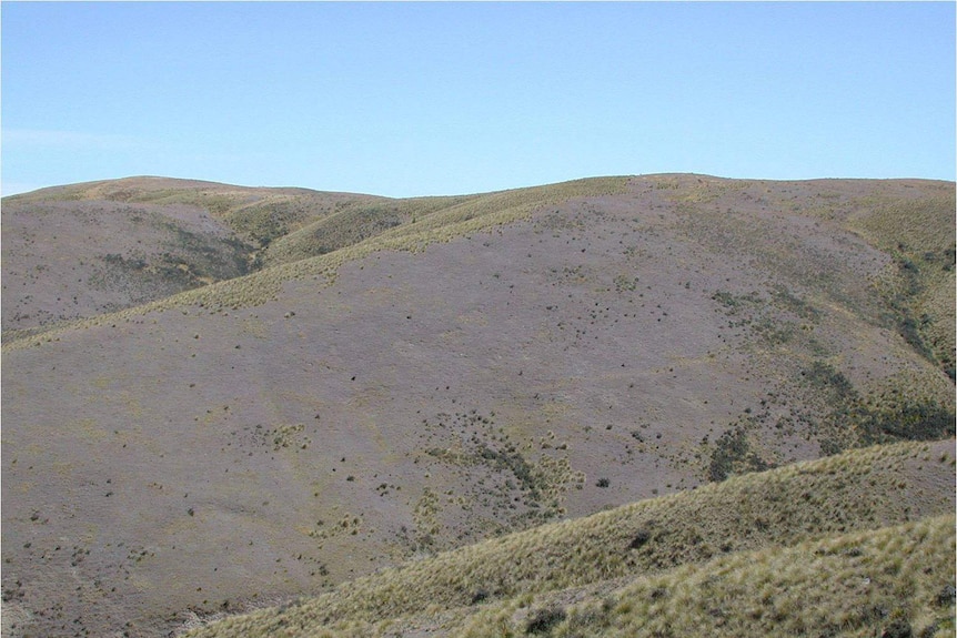 a hill side which is bare of native plants, all there is is mouse ear hawkweed