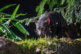 Tasmanian devil in forest