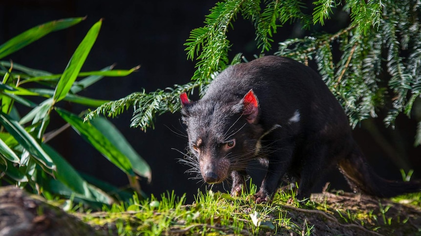 Tasmanian devil in forest