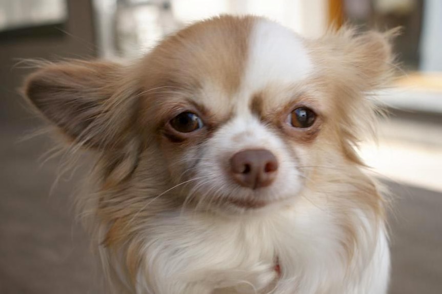 Chihuahua dog.