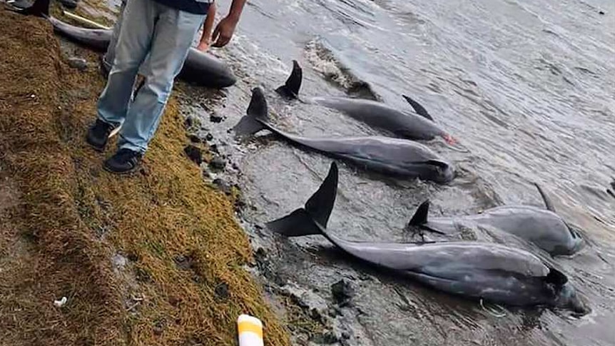 dolphins lay dead on the shore on the Indian Ocean island of Mauritius as people stand nearby