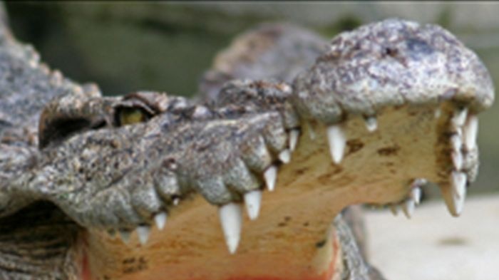 crocodile