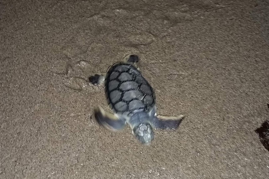 Flatback turtle hatchling on the sand