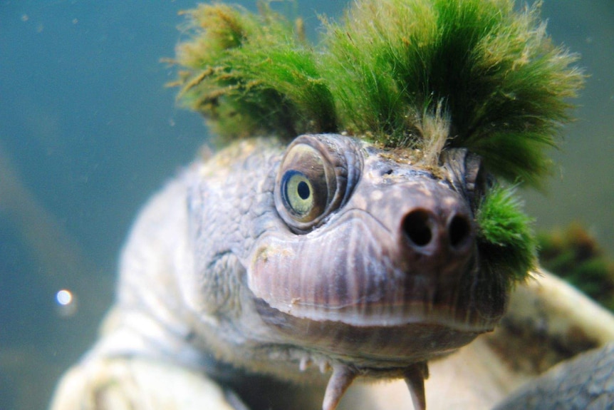 Turtle swimming with moss on head.