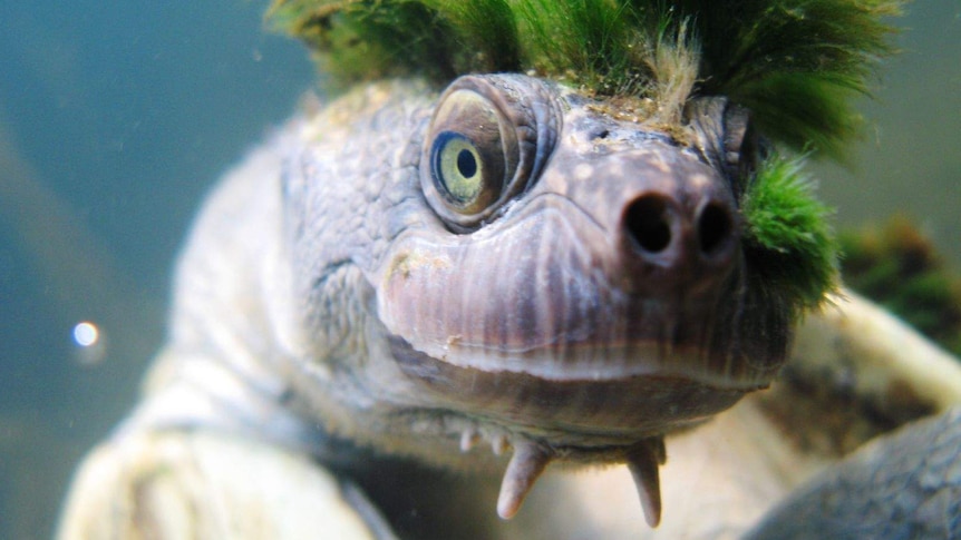 An endangered Mary River turtle swims with a punk-like moss hairstyle.