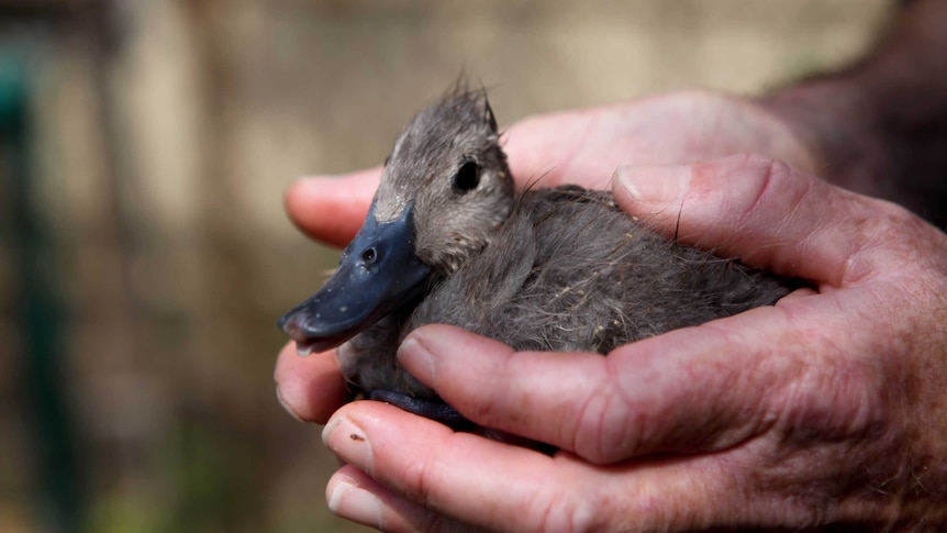 A young freckled duck