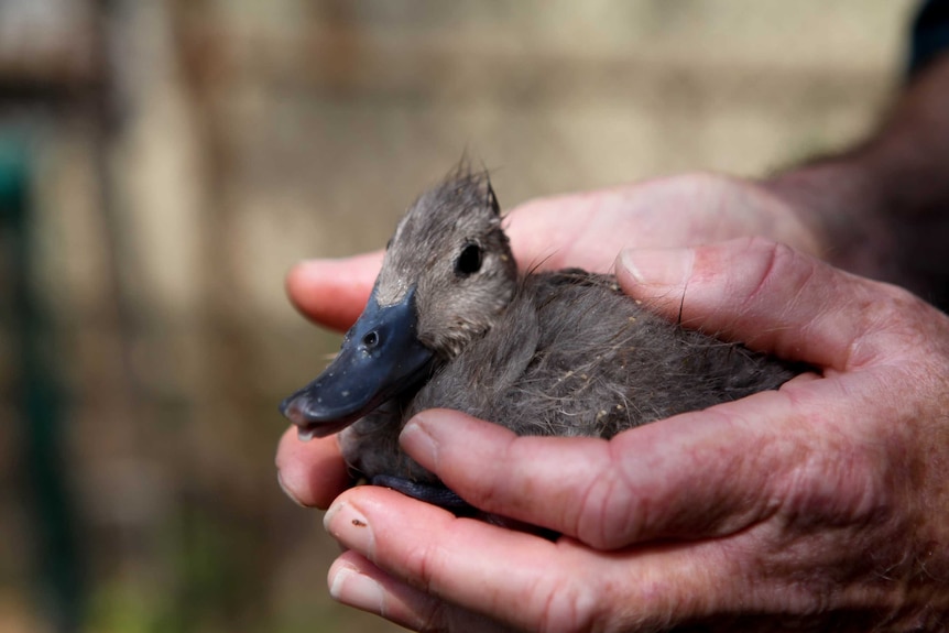 A young freckled duck