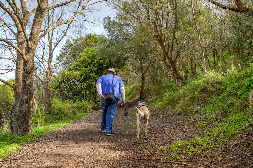 A woman in a blue shirt and jeans walks a greyhound dog on a grassy track.