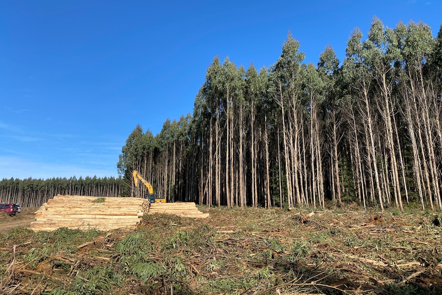 A stand of tall skinny eucalyptus niten trees being harvested near Burnie.