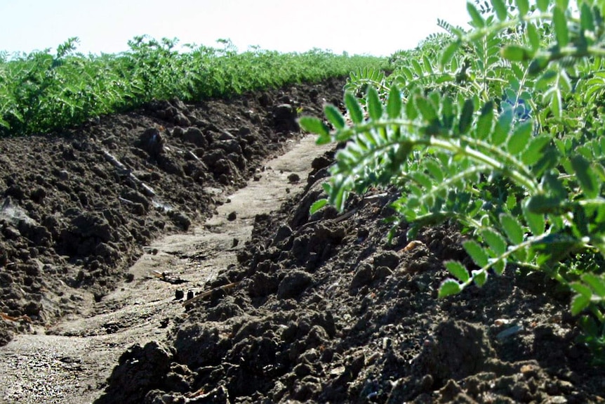 A muddy path in a chickpea plantation.