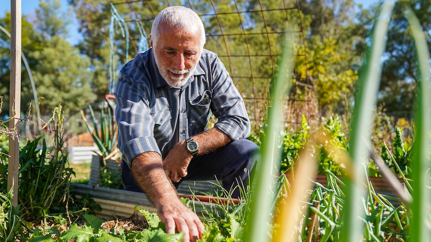 Man in reaching out to broccoli rabe in vegetable garden