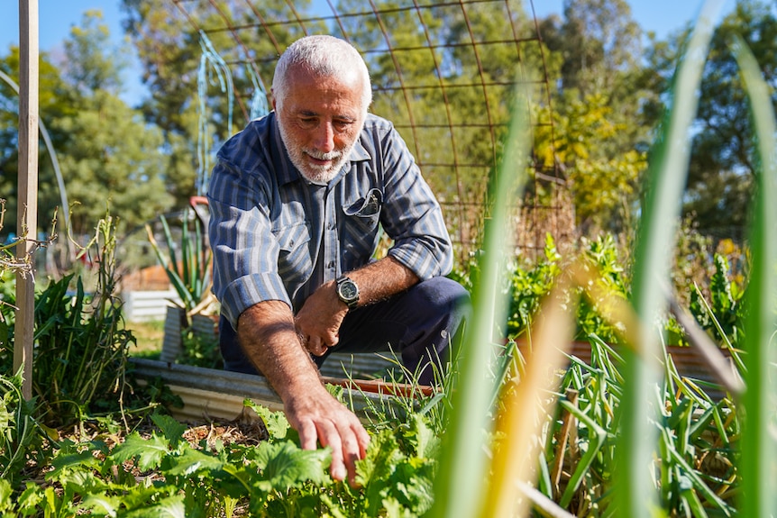 Man in reaching out to broccoli rabe in vegetable garden