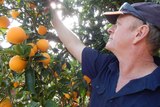 Citrus grower Mark Doecke checks his oranges
