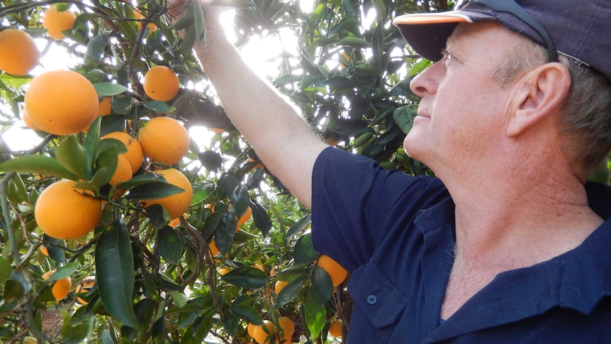 Citrus grower Mark Doecke checks his oranges