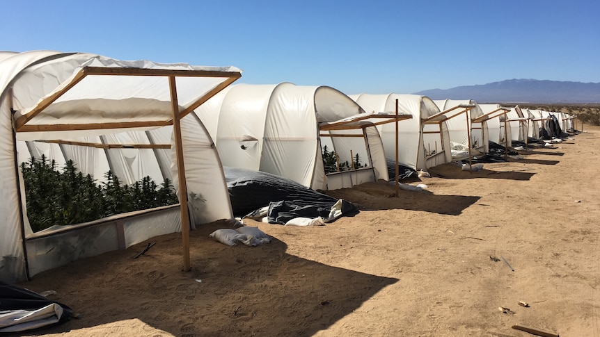 A row of many crude green houses filled with cannabis plants in the desert.