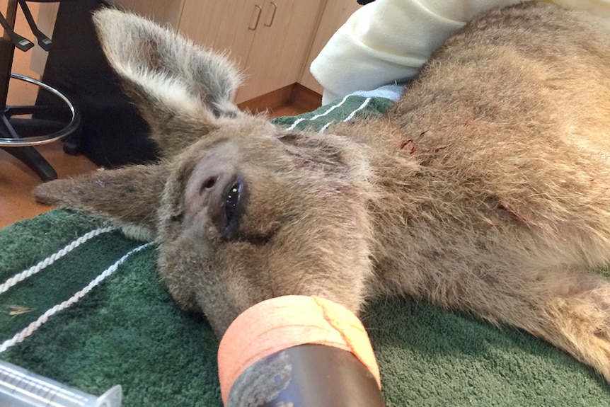 A female kangaroo is treated by Australia Zoo Wildlife Hospital staff