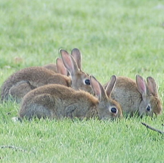Four rabbits in Canberra.