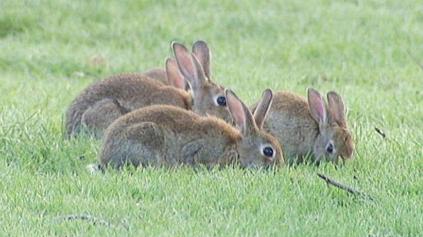 A bunch of brown-coloured rabbit munch grass in a field