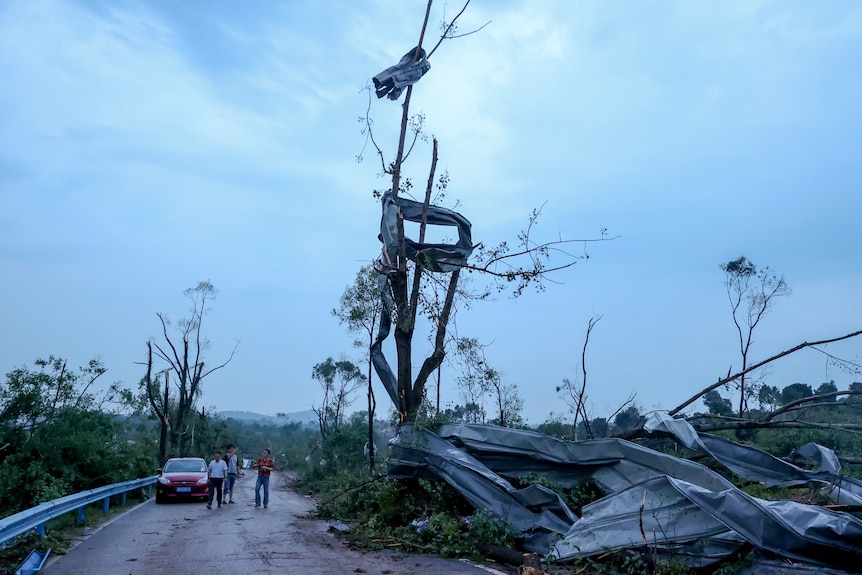 Metallo avvolto attorno a un albero dopo un uragano