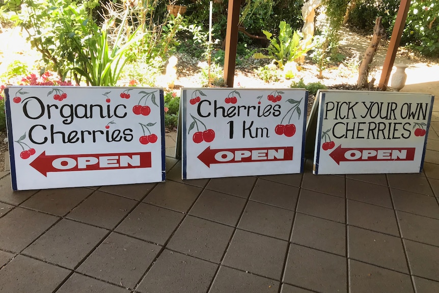 White signs bearing writing which says organic cherries open