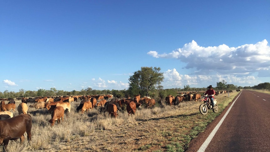 The Brook's cattle on  the stock route 20km outside Blackall