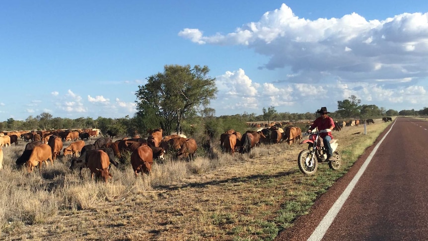 Brook's cattle on the stock route