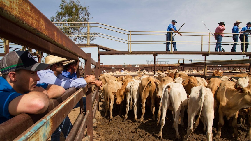 Buyers looking on at Longreach saleyards