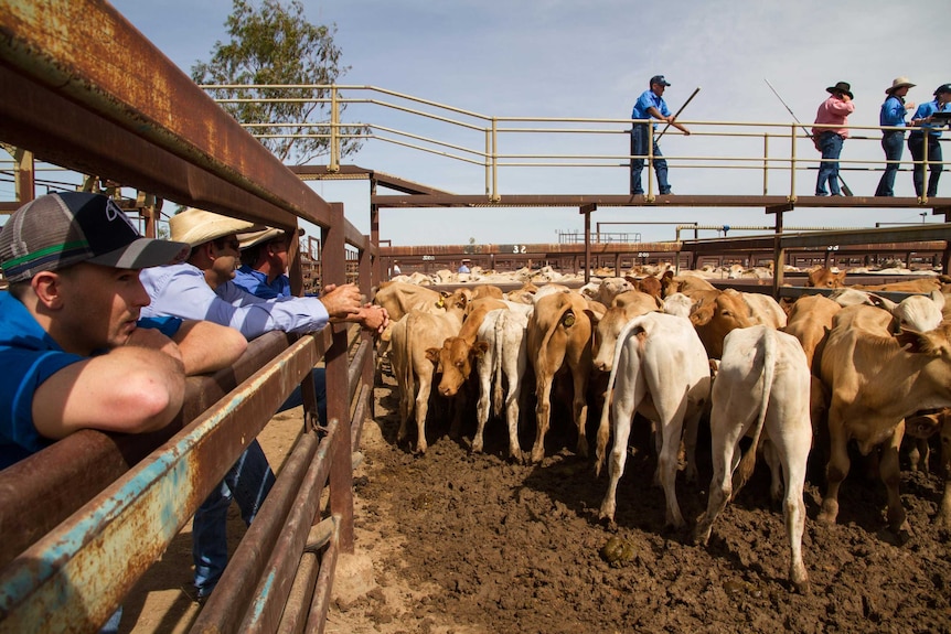 Buyers looking on at Longreach saleyards