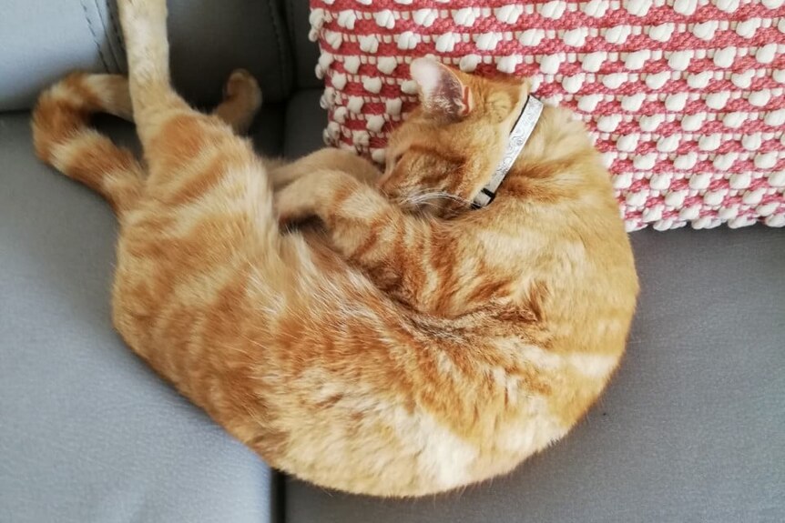 A ginger cat wearing a collar curled up on a couch