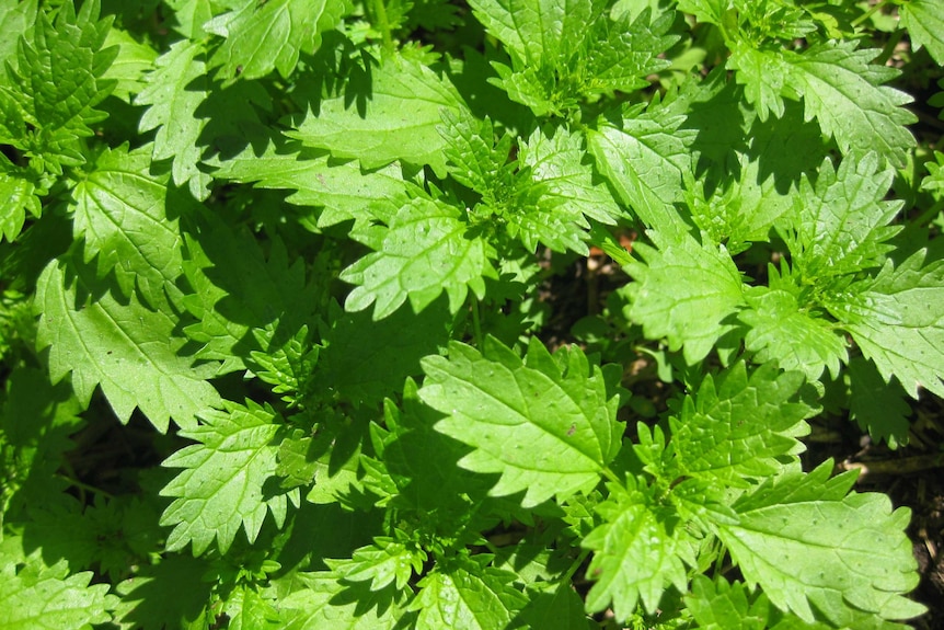 A close up view of nettle leaves.