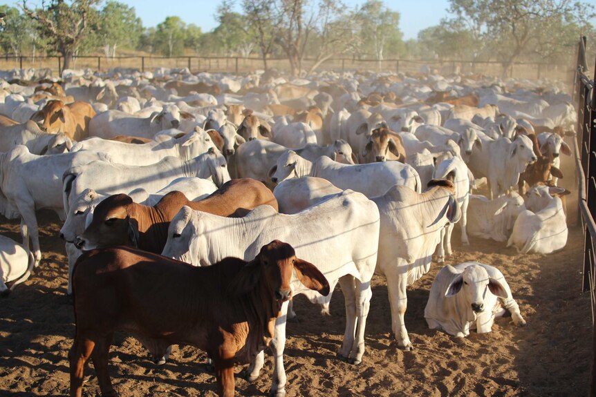 cattle in yards